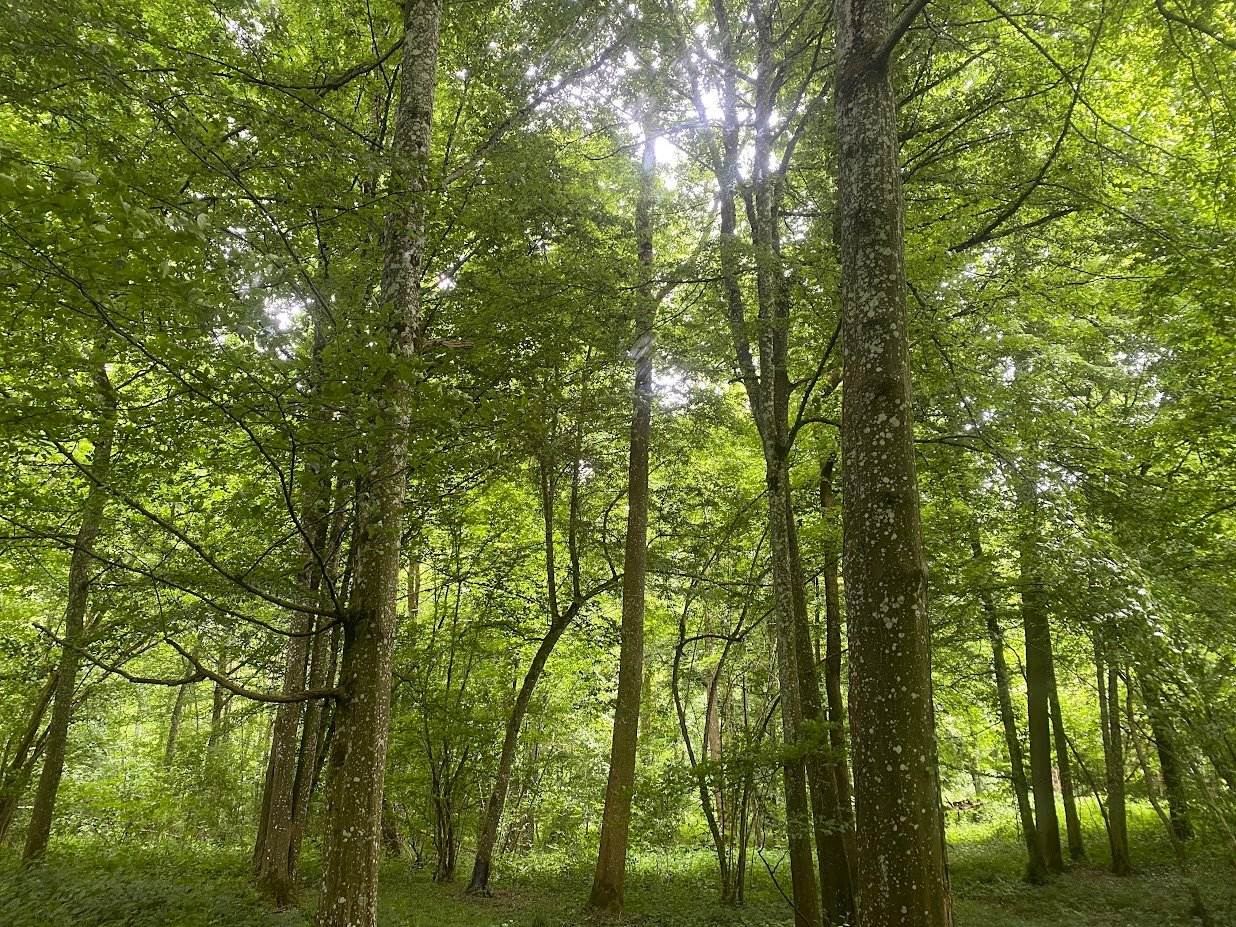 Forêt — propriété nature