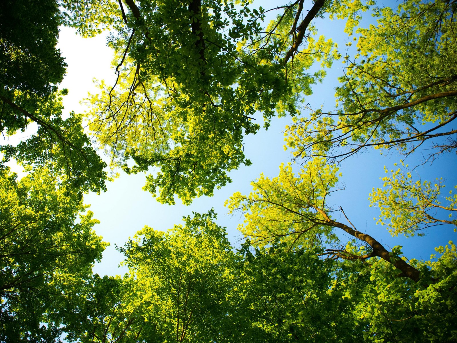 Hutte de chasse sur 6 ha (Aisne)