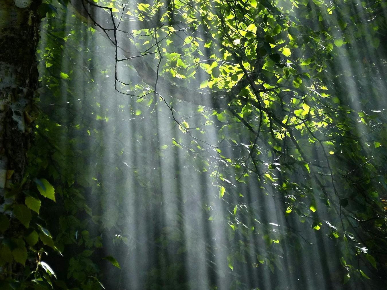 Hutte de chasse sur 6 ha (Aisne)