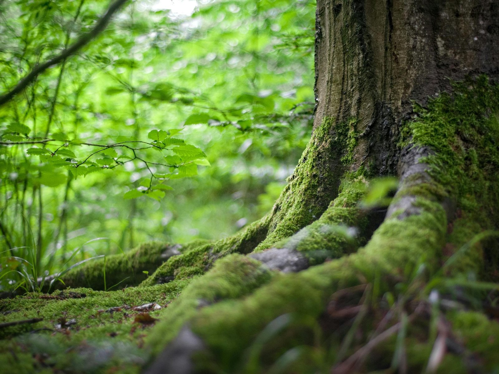 Hutte de chasse sur 6 ha (Aisne)