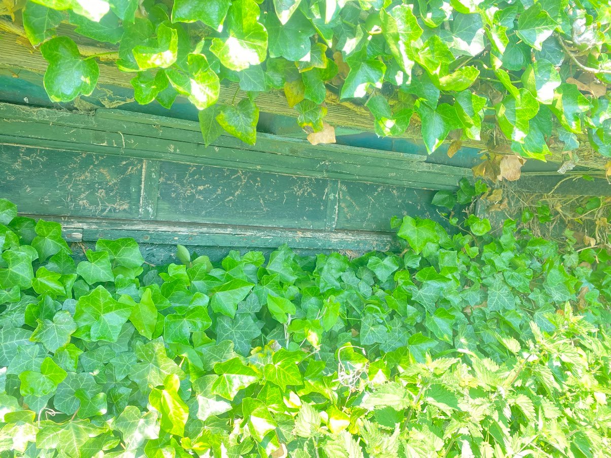 Hutte dans le marais de Guines (Pas de Calais)